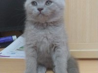 Lilac british shorthair bebekler
