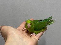 FORPUS YAVRU PAPAĞANLARIMIZ GÖNDERİM VARDIR