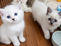 Saf Irk British Shorthair İzmir