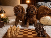 Garantili Toy Poodle Orjinal