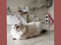 3 aylık BY33 british shorthair dişi