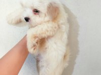2 AYLIK MALTİPOO
