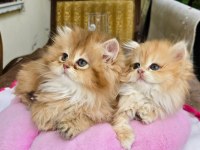 Kaliteli safkan british longhair