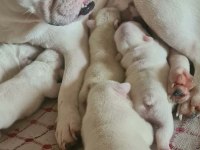 3 HAZİRAN DOĞUMLU BEYAZ MAVİ GÖZ FRENCH BULLDOG