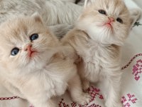 Ayı Surat Safkan British Shorthair