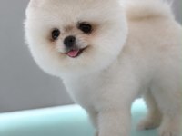 Sağlık Ve Irk Garantili Pomeranian Boo