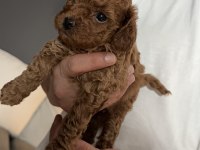 Toy poodle yavru dişi istanbul