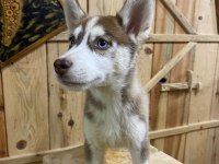2.5 aylık dişi erkek husky yavrum mevcuttur