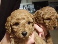 2 aylık Toy Poodle yavruları