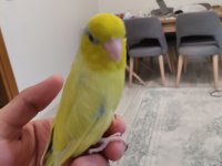 45 Günlük Erkek Forpus