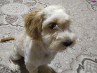 YARAMAZ UFAKLIK MALTİPOO