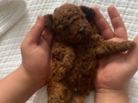 Yavru Toy Poodle