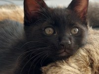 CATMAN KEDİMİZ YUVASINI ARIYOR