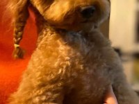 BİRBİRİNDEN TATLI KORE POODLE BEBEKLER SİZİ BEKLİYOR