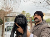 SHOW KALİTEDE CANE CORSO YAVRULAR FCI/KIF A ŞECERE
