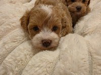 YASAL KÖPEK ÇİFTLİĞİNDEN MALTİPOO YAVRULARIMIZ