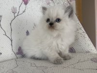 Kar Topu Yumoş British Bebek