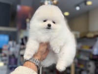 Ukrayna Doğumlu Pomeranian Yavrular
