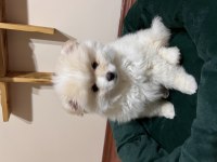 Ayı Surat Pomeranian Boo