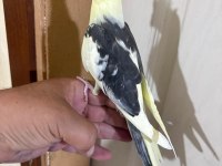 43 GÜNLÜK KUSURSUZ SULTAN PAPAĞANI BEBEK