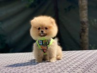 Pomeranian Boo Köpeğimiz