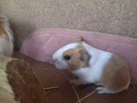 Sheltie Ginepig