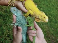ÖN REZERVE İGUANA