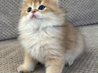 Orijinal şecereli Gold British Longhair