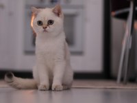 Şecereli Safkan British Shorthair Ny1133 Dişi Yavru