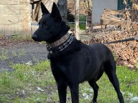 A+ Anne Babadan Erkek dişi Belçika Malinois yavrular
