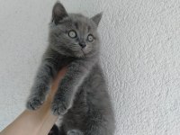 British shorthair erkek