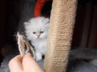 6 kardeş british longhair yavrular yeni ailelerini arıyor