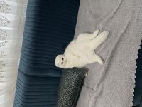 Bakımlı scottish fold 1 yaşında
