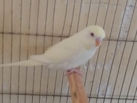 5 AYLIK KUSURSUZ CREMİO RENK DİŞİ MUHABBET KUŞU