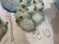 Daha 44 günlük british shorthair