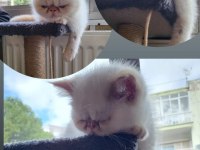 BODİ ERKEK CİNS KEDİ