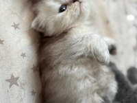 Masal Gibi 2 British Longhair Yavru Yeni Yuvasını