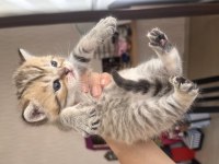 Yavru Scottish Fold