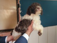 NADIR IRK LAGOTTO ROMAGNOLO TOY POODLE