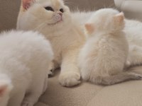 Medium longhair british kaliteli yavrular