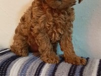 Toy poodle yavrular