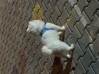 4 yaşında eğitimli pomeranian