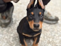 Ebeveyn Fotoğraflı Show Class Doberman Yavrularımız