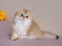 British Longhair Golden Sevimli Cana Yakın Uysal