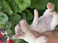 Çiçek gibi yavrular chihuahua