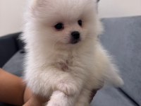 Orjinal ukranie white pomeranian boo