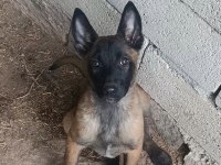 Belçika Malinois Sağlam Kan Güçlü Genetik Bebekler