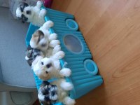 Yakışıklı shih tzu oğluşlarım