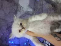Son 2 erkek british longhair