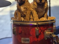 BURKEM AİLESİNDEN Özel Seri Dev Poodle Yavruları